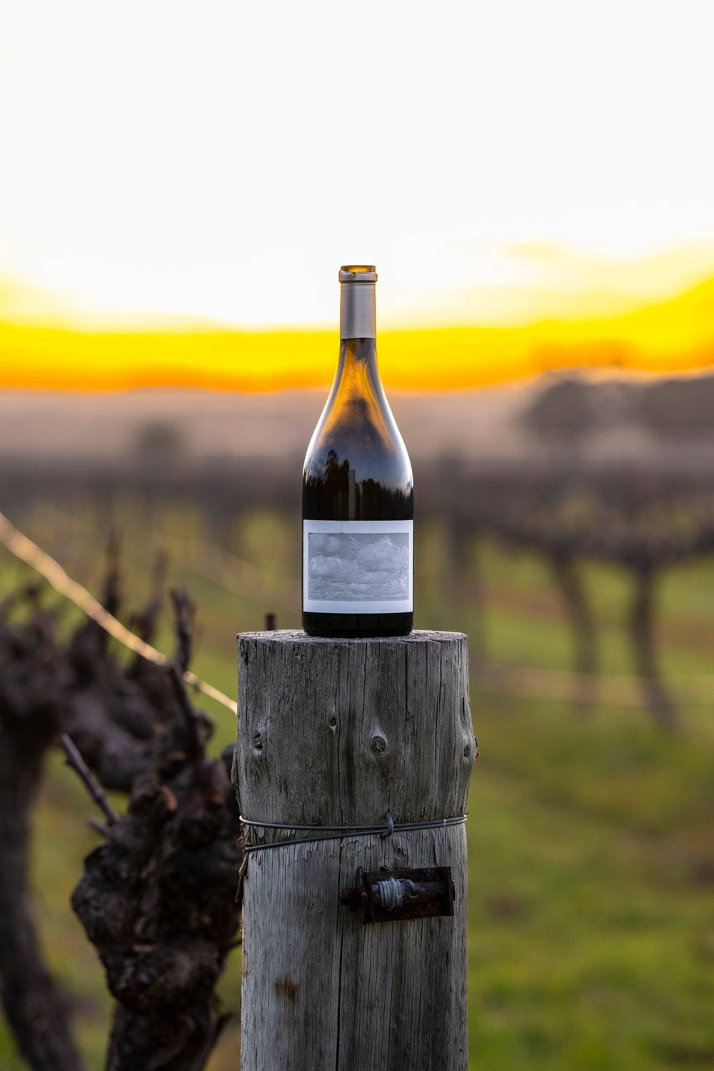 Stratus Eden Valley Old Vine Syrah (2024 Vintage)